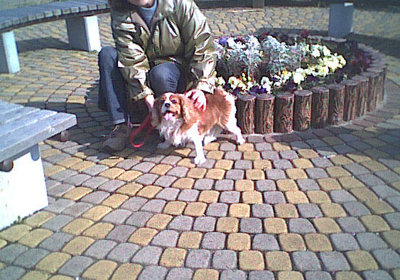 海岸のペット風景