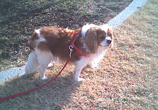 海岸のペット風景