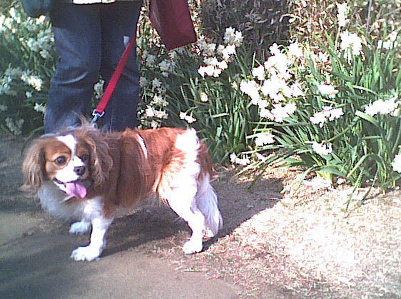 海岸のペット風景