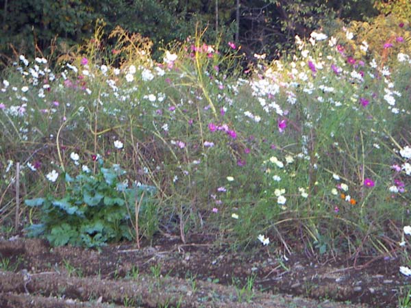 里山公園の秋桜