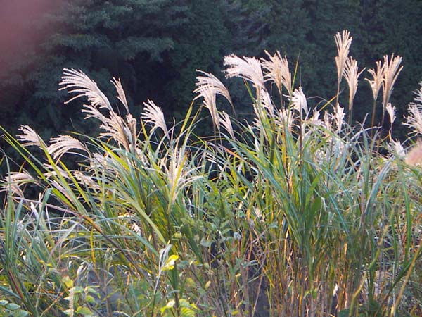 ススキの風景