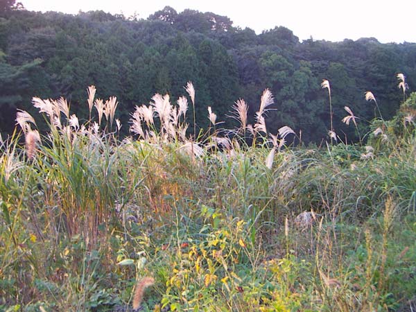 ススキの風景