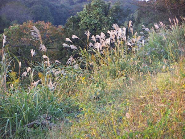 ススキの風景