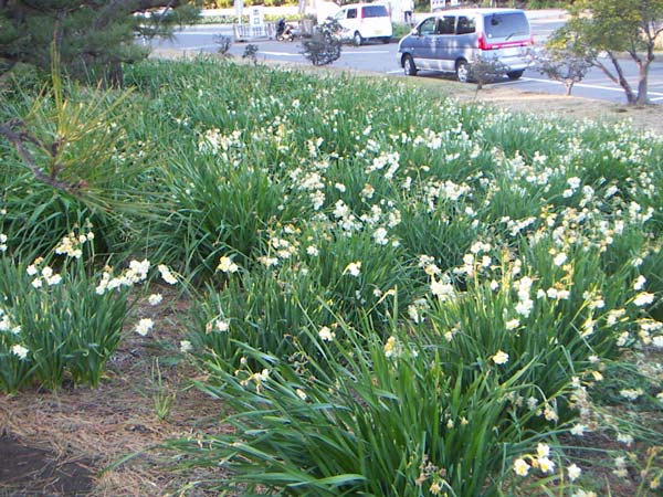 駐車場の水仙