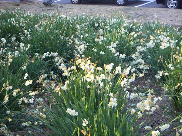 駐車場前の水仙