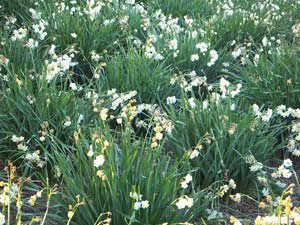 水仙の花風景