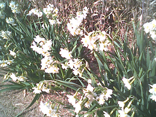 水仙とペット風景