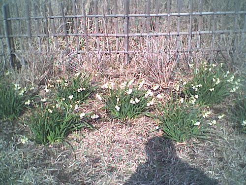 水仙とペット風景