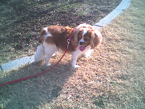 水仙とペット風景