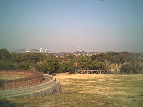 水仙とペット風景