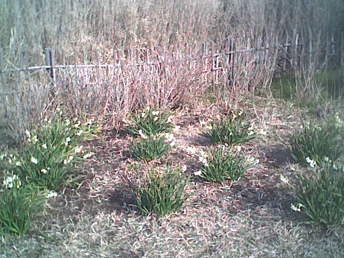 水仙とペット風景