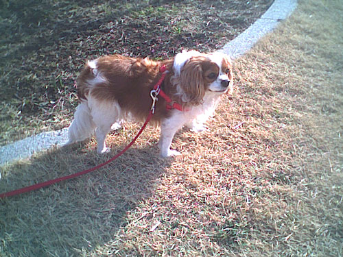 水仙とペット風景