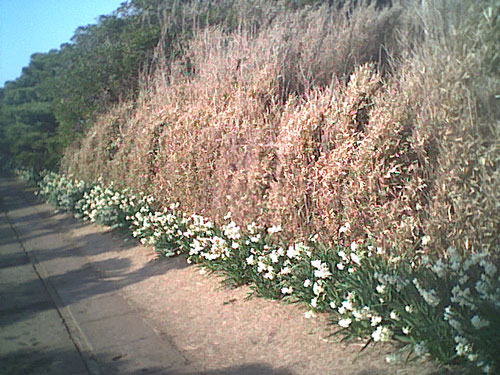 水仙とペット風景