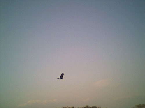 上空のトビ風景