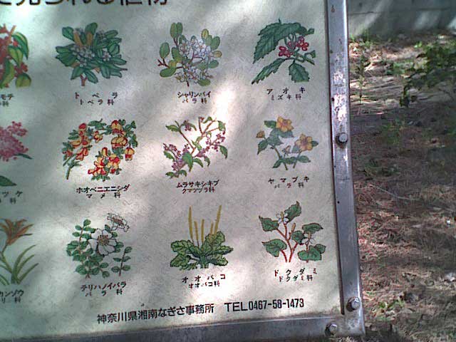 森の花案内パート2
