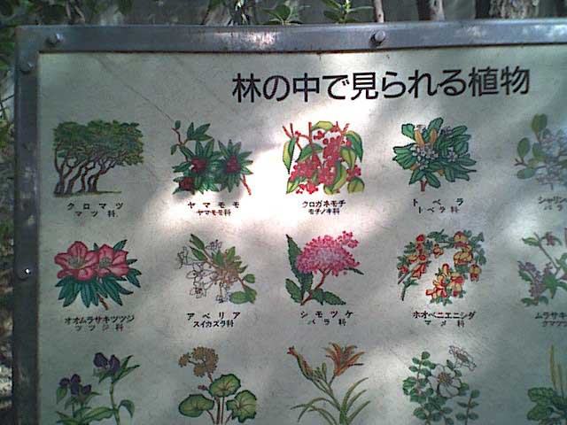 森の花案内パート1
