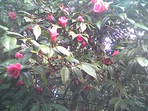 海岸近くの椿園