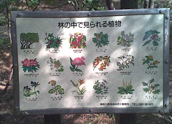 森の花案内