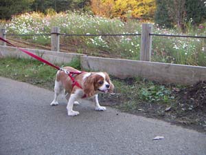 喜んで駆け回るペットの風景