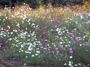 コスモスの花畑