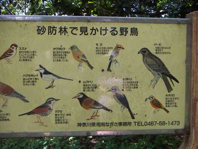 林に飛来する鳥