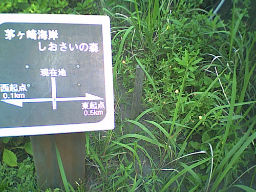 海岸のペット風景