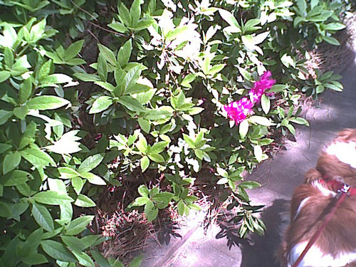 喜んで駆け回るペットの風景