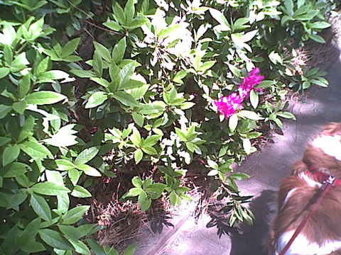 しおさいの森風景