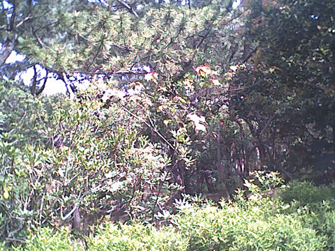 しおさいの森風景