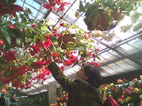 ベコニア園の花