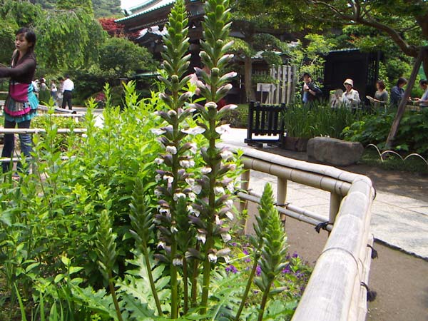 門内で最初に出会う花々