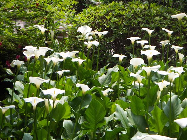 長谷寺の紫陽花