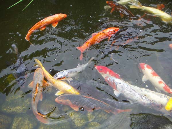池の鯉