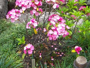 鎌倉長谷寺の花