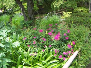 鎌倉長谷寺の花