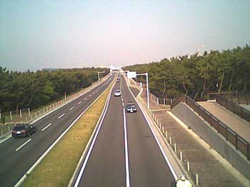 松林の間を通るR134