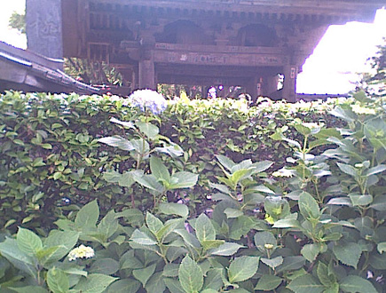 極楽寺の門前、紫陽花