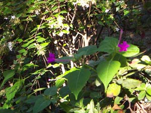 茅ヶ崎海岸の花